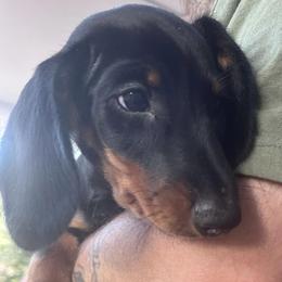Dachshunds from Bowland Farms - Daphnes Doxies