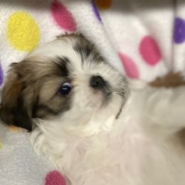 Carter - Tricolor male Shih Tzu puppy in Filer, Idaho from Shih Tzu Kennels