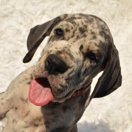 Great Dane Puppies from Big Tex K9 Konnection