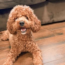 Male - Red  male Poodle puppy in Fresno, California from Bell’s Poodles Of California