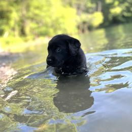 Labrador Retriever Puppies from AGL Retrievers