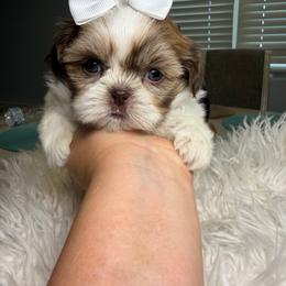 Queenie - Liver and white female Shih Tzu puppy in Seattle, Washington from Shih Tzu’s  ‘N’ Love