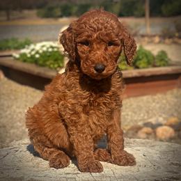 Black Collar Male - Red  male Poodle puppy in Modesto, California from Dry Creek Poodles