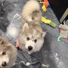 Carley - Merle female Pomsky puppy in Scandinavia, Wisconsin from Bonnie’s Little Fluffys