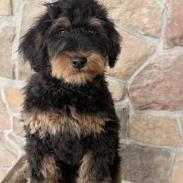 'Sage' Orange Collar Male - Phantom male Bernedoodle puppy in Kamas, Utah from A + E Farms