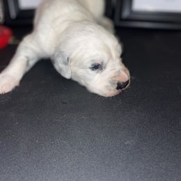 Dalmatian Puppies from Clarks 101 Dalmatians