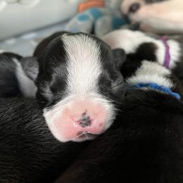 Boston Terrier Puppies from Tiny Patch Farms