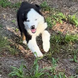 Cisco - Black tri male Miniature Australian Shepherd puppy in Myakka City, Florida from Gable A Aussies