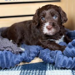 Corvette - Chocolate male Australian Labradoodle puppy in Decatur, Alabama from Southern Meadows Doodles