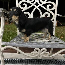 Hope - Dachshund