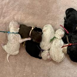 Poodle Puppies from Deblyns Poodles