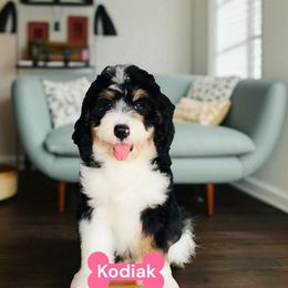 Kodiak Bear - Tri-color female Bernedoodle puppy in Beecher, Illinois from Erica’s Doodles