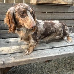 Reggie - Dachshund
