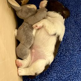 English Springer Spaniel Puppies from Solaire Springers