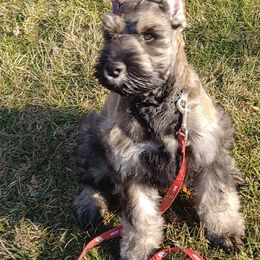 Giant Schnauzer Puppies from House of Roth Giant Schnauzers