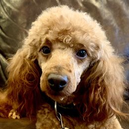 Boaz - Poodle