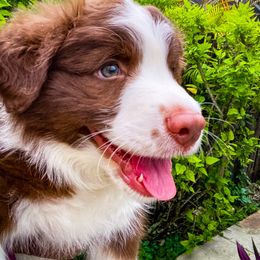 Border Collie Puppies from Titanya Walker