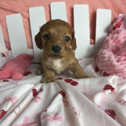 Rachel - Wheaten female Dachshund puppy in Lake City, Florida from My Ditzy Doxies of Florida