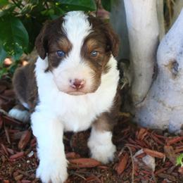 Scout - Brown and white male Aussiedoodle puppy in Apache Junction, Arizona from Loving Doodle
