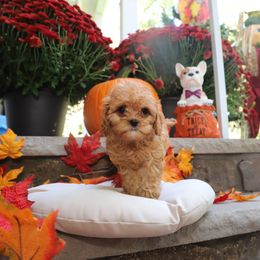Girl 2 - Cavapoo puppy in New Jersey from Home Grown Doodles LLC