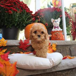 Girl 2 - Cavapoo puppy in New Jersey from Home Grown Doodles LLC