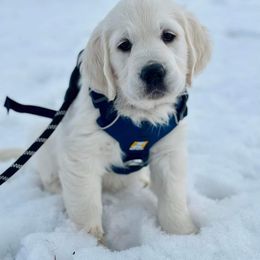 Golden Retriever Puppies from Kansas Prairie Pups