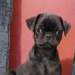 Pug Puppies from Hatfield Pugs