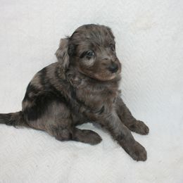Aussiedoodle Puppies from Loving Doodle