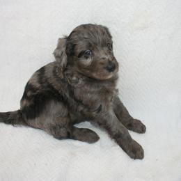 Aussiedoodle Puppies from Loving Doodle