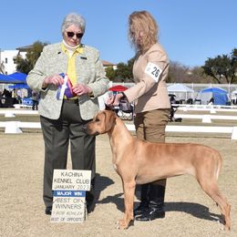 "Una 4 point major." Rhodesian Ridgeback All Grown Up from TerraCotta Kennels