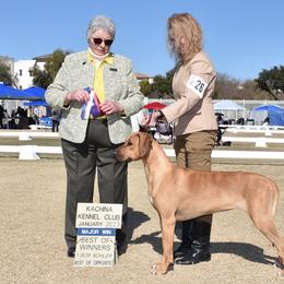 "Una 4 point major." Rhodesian Ridgeback All Grown Up from TerraCotta Kennels