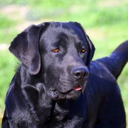 Labrador Retriever All Grown Up from Cross G Farms