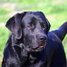 Labrador Retriever All Grown Up from Cross G Farms