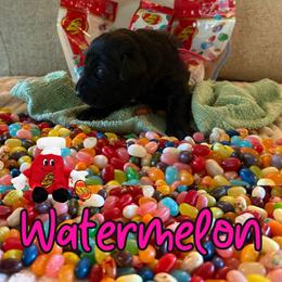 Watermelon - Black female Labrador Retriever puppy in Water Valley, Mississippi from Three Lakes Labs & WHDs