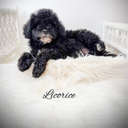 Licorice - Black male Poodle puppy in from Pink Poodles and Doodles