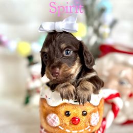 Spirit(3000 pet) - Chocolate and cream female Dachshund puppy in Augusta, Arkansas from Savvy-Dee's Dachshunds