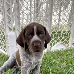 German Shorthaired Pointer Puppies from Silver Mountain Pointers