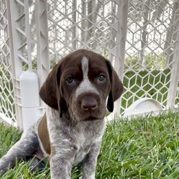 German Shorthaired Pointer Puppies from Silver Mountain Pointers