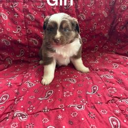 Australian Shepherd Puppies from Chania Vos