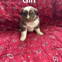 Australian Shepherd Puppies from Chania Vos