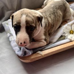 Lumière - White and red brindle male Whippet puppy in London, Kentucky from Tigger’s Whippets