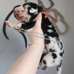Orange Collar - Harlequin male Great Dane puppy in Alton, Illinois from Show Me Great Danes and Basset Hounds
