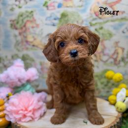 Piglet - Red  female Goldendoodle puppy in Williamson, New York from Lakeside Doodles