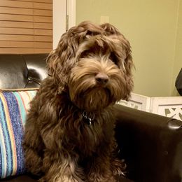 Mason - Australian Labradoodle