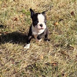 Vince - Black and white male Boston Terrier puppy in Fillmore, Illinois from Wind Hill Puppies
