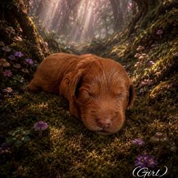 Bashful (7 dwarfs theme) - Red  female Goldendoodle puppy in Ozark, Missouri from Halo Doodles