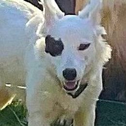 Nolah - Border Collie