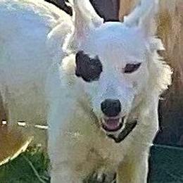 Nolah - Border Collie