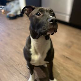 American Staffordshire Terriers from California American Staffordshire Terriers