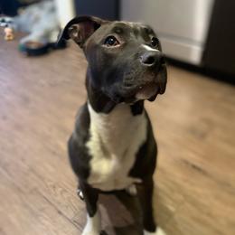 American Staffordshire Terriers from California American Staffordshire Terriers